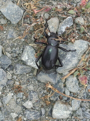 Eleodes grandicollis