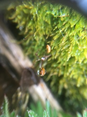 Bryophyta
