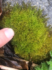 Bryophyta