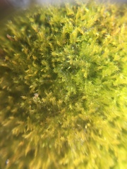 Bryophyta