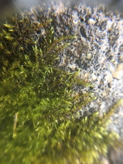 Bryophyta