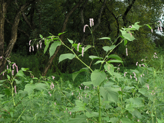 Persicaria pilosa