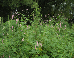 Persicaria pilosa