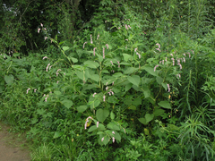 Persicaria pilosa