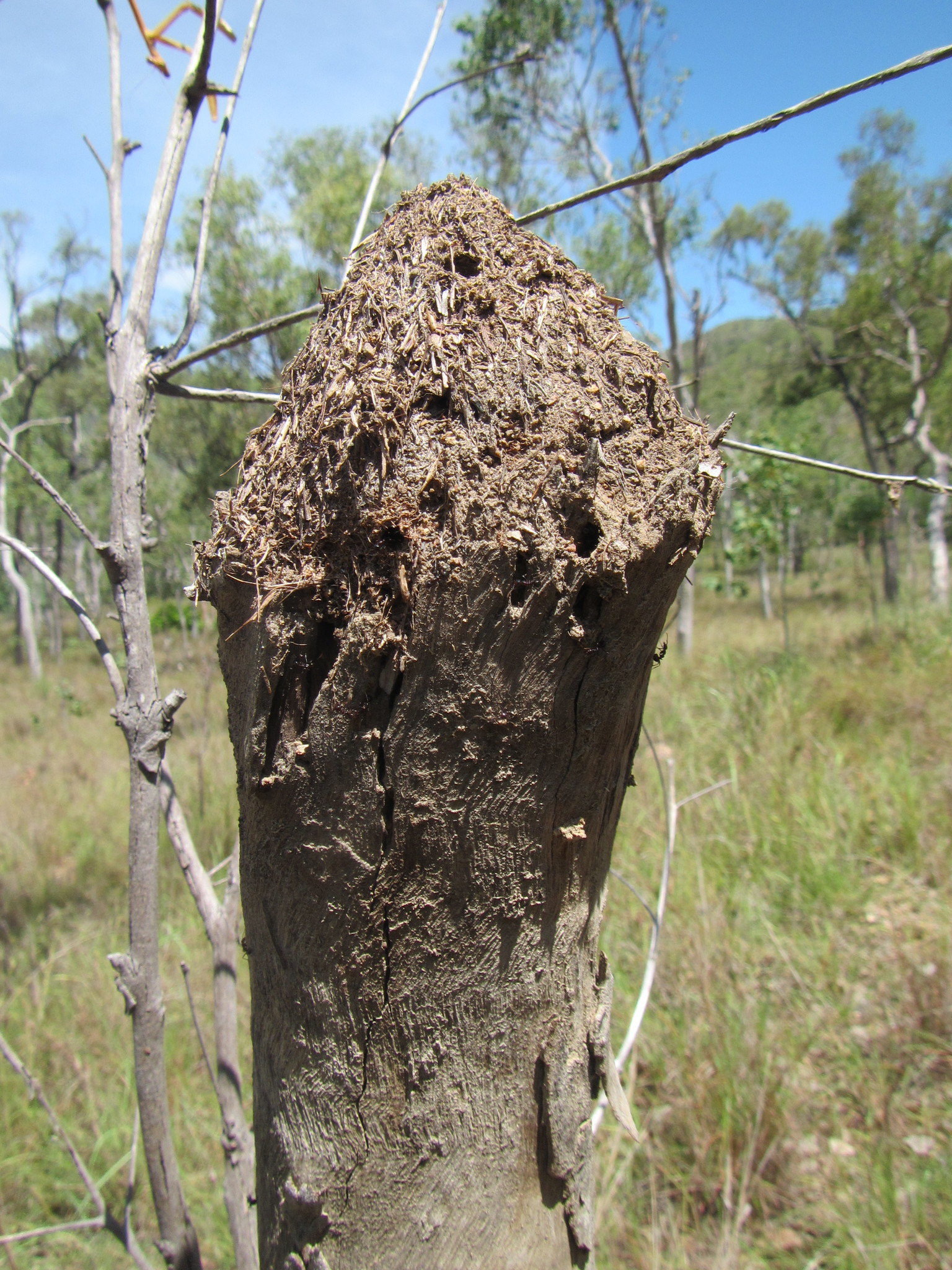 Papyrius nitidus