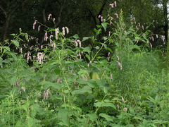 Persicaria pilosa