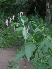 Persicaria pilosa
