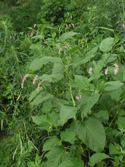Persicaria pilosa