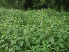 Persicaria pilosa