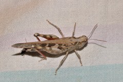 Chortoicetes terminifera