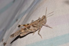 Chortoicetes terminifera