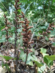 Orobanche laxissima