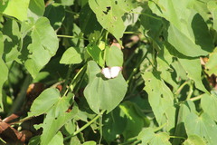 Heliopetes laviana