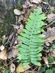 Polypodium interjectum