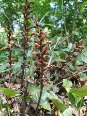 Orobanche laxissima