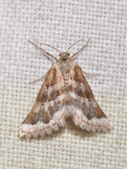 Anomocentris trissodesma