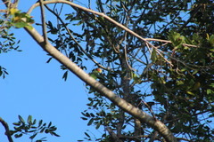 Amazona xantholora