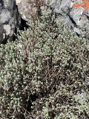 Helichrysum reflexum