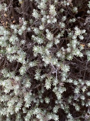 Helichrysum reflexum