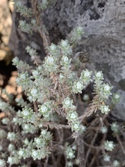 Helichrysum reflexum