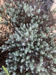 Helichrysum reflexum