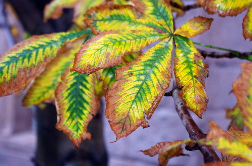 Aesculus leaf blotch