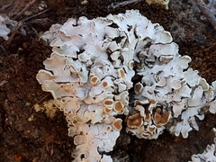 Acarospora placodiiformis