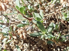 Helianthemum squamatum
