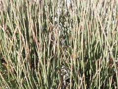 Ephedra major major