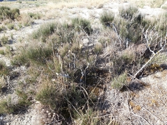 Ephedra major major
