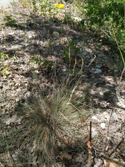 Festuca callieri