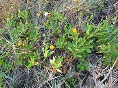 Gynura divaricata