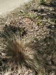Festuca callieri