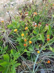 Gynura divaricata