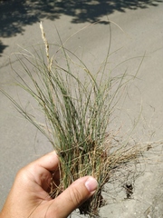 Festuca callieri