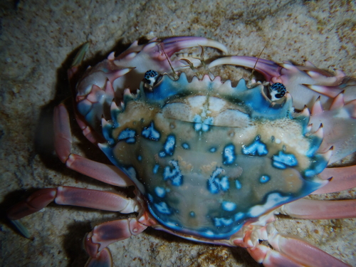 Goniosupradens erythrodactylus