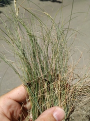 Festuca callieri