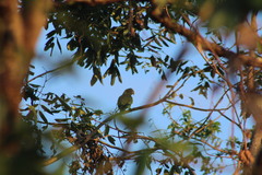 Amazona xantholora