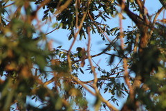 Amazona xantholora