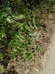 Fraxinus angustifolia oxycarpa