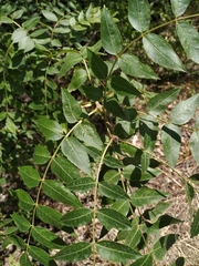 Fraxinus angustifolia oxycarpa