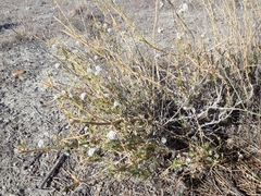 Gypsophila struthium