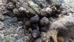Littorina saxatilis