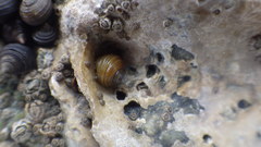 Littorina saxatilis