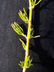 Gypsophila struthium
