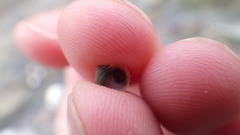 Littorina saxatilis