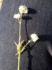 Gypsophila struthium