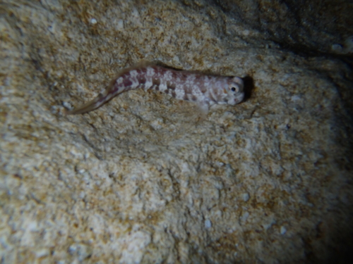 Blenniella paula