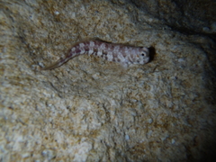 Blenniidae