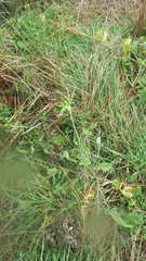 Raphanus raphanistrum landra